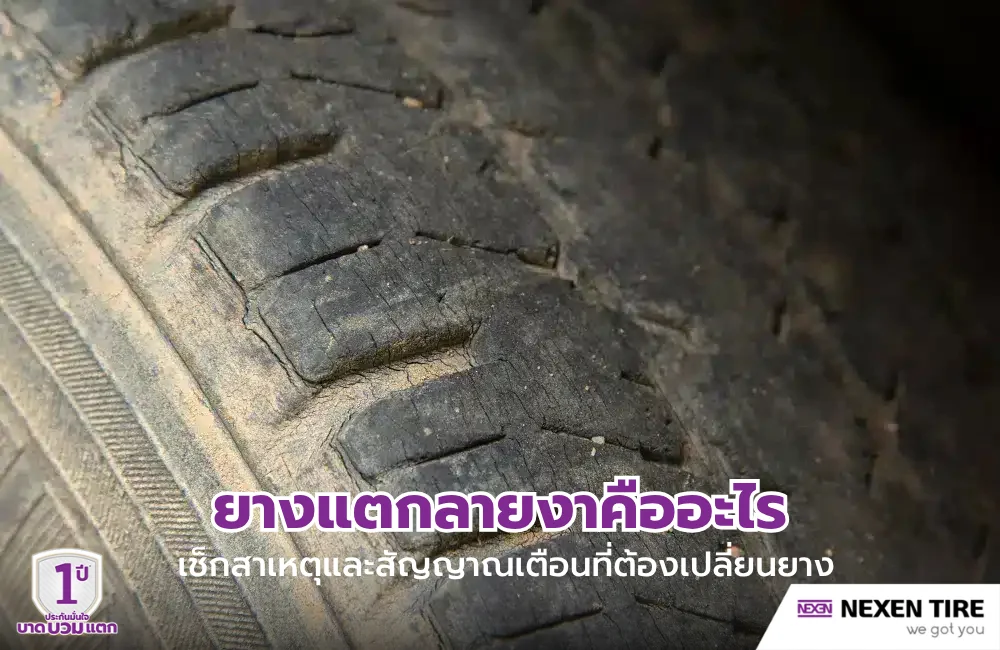 ยางแตกลายงา คืออะไร
